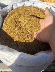 Yonca toxumu (Beyləqan)